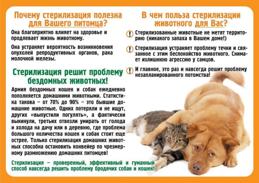 kastrirovat-kota_0.jpg