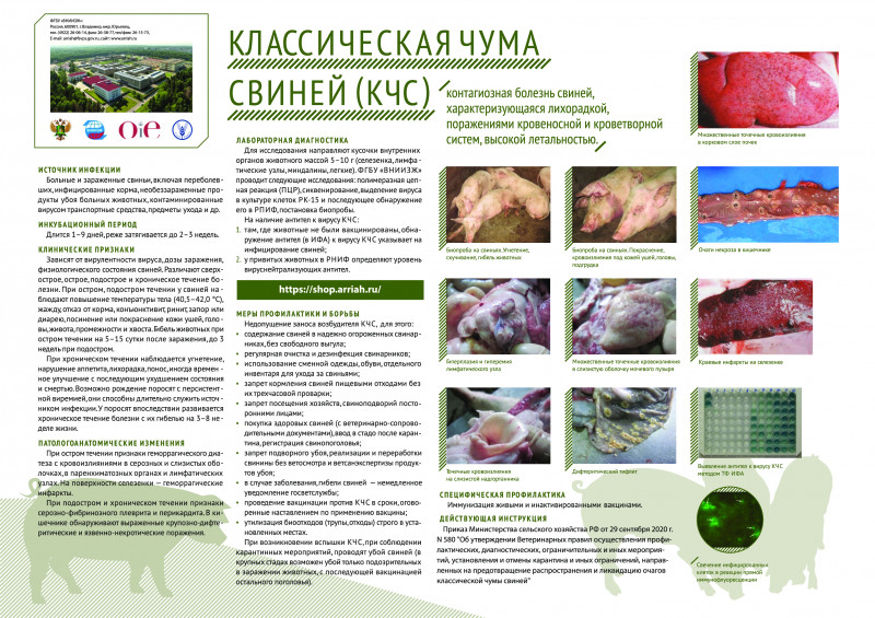 pamyatka-po-klassicheskoy-chume-sviney_0.jpg