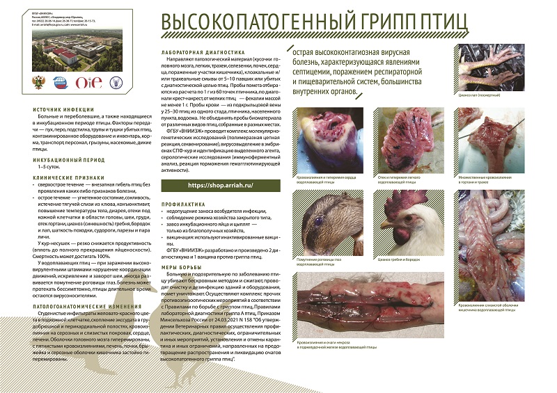 pamyatka-po-vysokopatogennomu-grippu-ptic_1.jpg